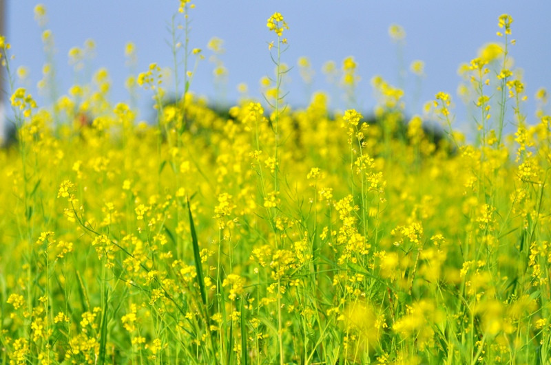 Không chỉ có Mùa hoa cải của Nghiêm Thị Hằng-Lê Vinh nổi tiếng, rất nhiều tác phẩm viết về mùa hoa cải ven sông được ưa thích trong những năm qua.