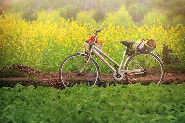 Mùa hoa cải là minh chứng cho tình yêu đôi lứa. Sau này, bỏ lại mùa hoa cải sau lưng để “đành bước sang ngang” nhưng người con gái vẫn giữ trong tim hình bóng người lính: “Gửi mùa xuân ở lại/Gửi con tim cháy mãi/Cho người tình chờ mong”.