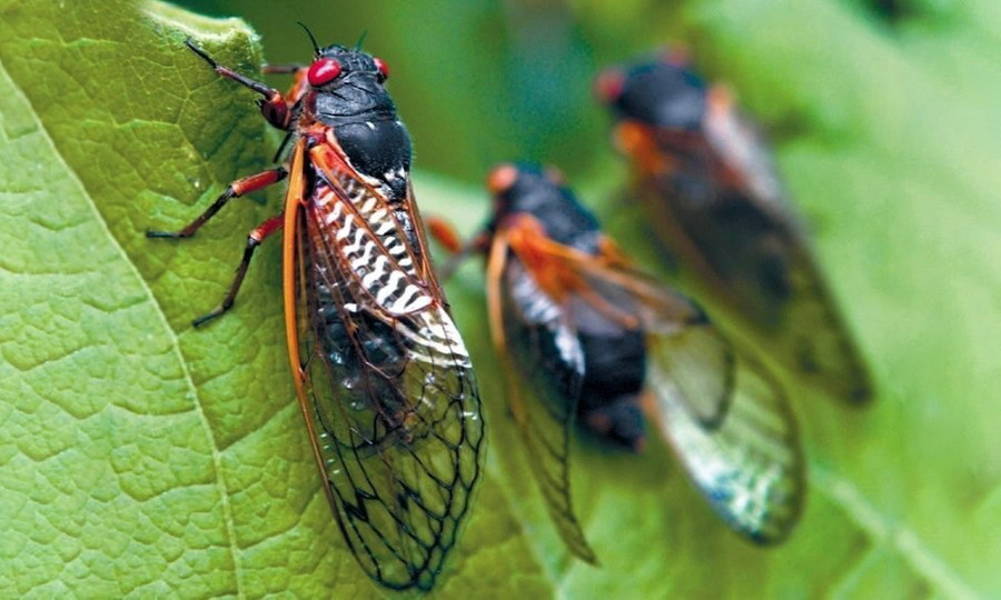  Ve sầu hay còn gọi là kim thiền là một siêu họ côn trùng có đầu to, hai cánh trong có nhiều vân. Có khoảng hơn 2.000 loài ve sầu trên thế giới.