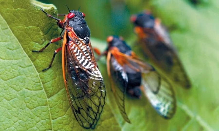  Ve sầu hay còn gọi là kim thiền là một siêu họ côn trùng có đầu to, hai cánh trong có nhiều vân. Có khoảng hơn 2.000 loài ve sầu trên thế giới.