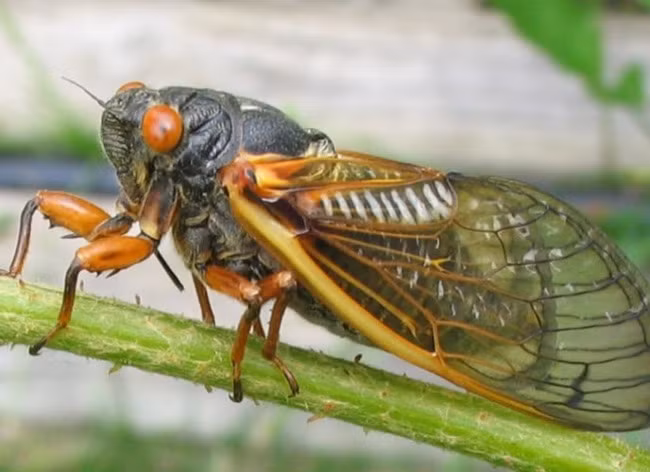 Sau khi giao phối ve cái sẽ đào những rãnh nhỏ trên vỏ cây và đẻ trứng vào đó. Khi trứng nở, ấu trùng ve rơi xuống và ẩn sâu vào trong đất. Khi đạt đến độ tuổi chín muồi, chúng trồi lên mặt đất trong vài tuần để rũ bỏ bộ cánh cũ và kết đôi, sinh sản hậu duệ rồi chết.