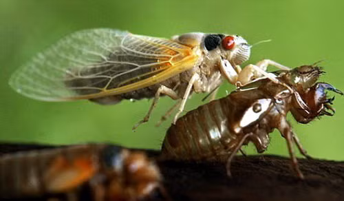 Ve sầu cũng được biết đến là một loại dược liệu quý với tên thuốc trách thiền, dùng trong các bài thuốc chữa chứng đau đầu chóng mặt, chữa kinh phong co giật, cảm mạo, viêm khí quản, mất tiếng hay mắt có màng mộng...