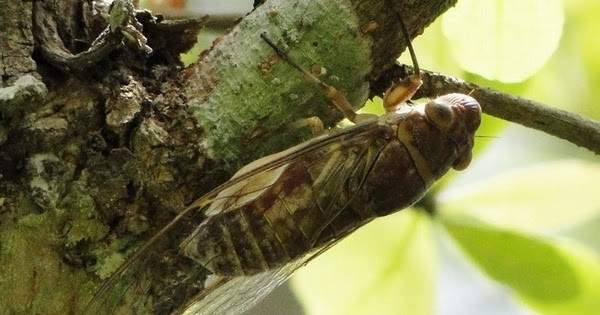 Các nhà khoa học đã mất nhiều năm để giải mã những “bài ca tình yêu” của ve sầu và vô cùng sửng sốt khi biết được âm thanh tiếng kêu của chúng có thể đạt tới 100dB. Thậm chí, tiếng kêu của ve sầu châu Phi có cường độ âm thanh khoảng 120bB ở cự ly gần, cao hơn cả nhạc trong vũ trường.