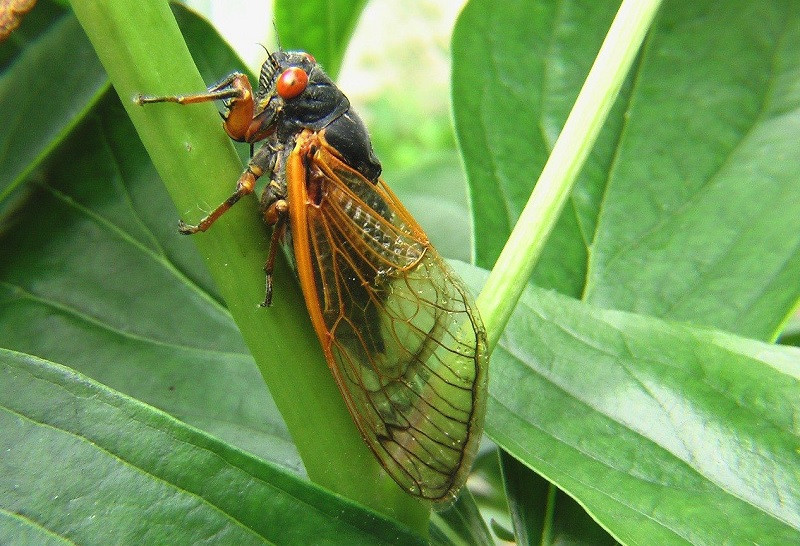 Thời gian lột xác thành ve sầu trưởng thành thường diễn ra vào khoảng tháng 5- 6 hàng năm. Đây chính là khoảng thời gian chúng phát ra âm thanh inh ỏi. Với con người âm thanh của ve sầu rất khó chịu, nhưng đây lại là tiếng kêu quyến rũ bạn tình của ve sầu.