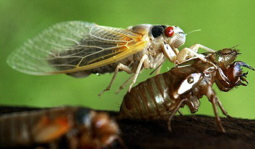 Bụng ve rỗng nên có thể khuếch đại thành tiếng ve kêu rất to. Ve lắc mình và dùng cánh để tạo nhịp lên xuống cho âm thanh của mình. Mỗi giống ve có một tiếng kêu, cường độ là khác nhau để mời gọi bạn tình.