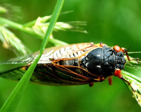 Trong thế giới côn trùng, có loài có ích, có loài gây phiền toái, có loài gây bệnh. Ve sầu chỉ gây phiền phức bởi tiếng kêu ra rả chứ không cắn, đốt gây bệnh như một số loại côn trùng khác. Vì thế, ở nông thôn, người ta còn bắt ve sầu cho trẻ nhỏ chơi. 