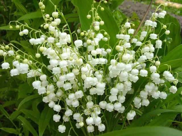 Linh Lan: Hoa Linh Lan còn có tên gọi khác là hoa Lan Chuông. Hoa không chỉ đẹp mà còn có hương thơm quyến rũ, nhẹ nhàng, ngọt ngào. Hương thơm của hoa được dùng để sản xuất nước hoa và thảo dược.