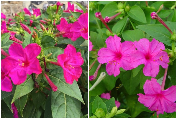 Hoa Bông Phấn: Hoa có mùi hương dễ chịu, thường trồng làm chậu treo ban công hoặc trồng chậu nhỏ dưới mặt đất vừa giúp đẹp và thơm cho nhà cửa.