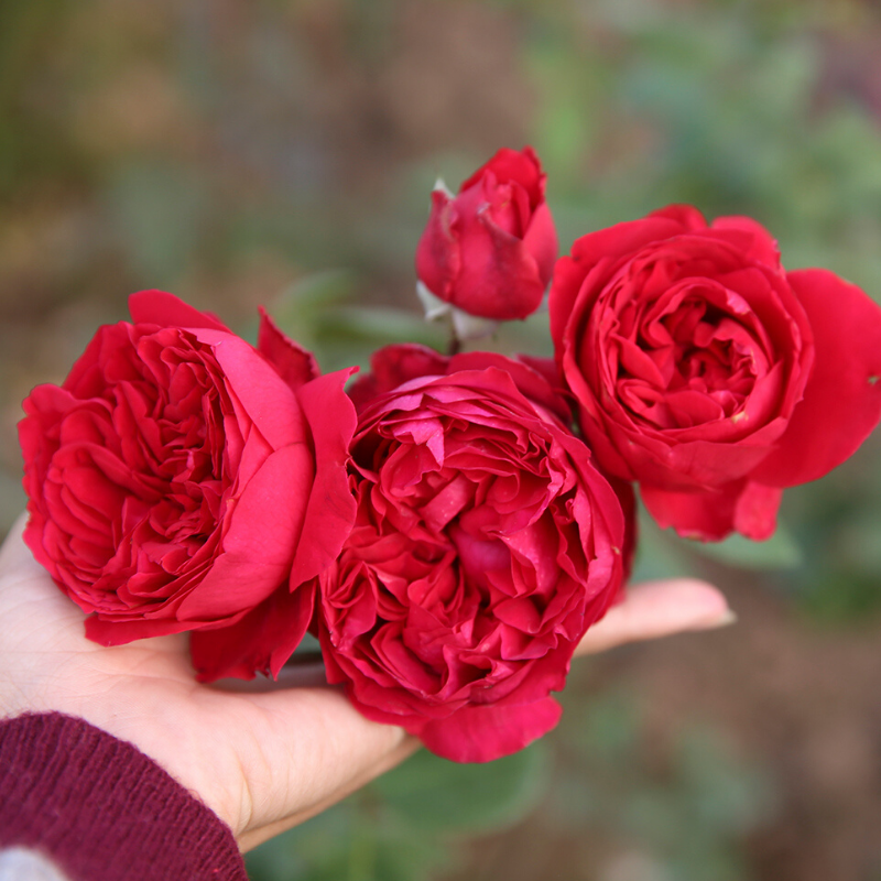 Hoa Hồng: Đây là cây thân bụi hoặc leo với đủ loại hoa màu trắng, vàng, đỏ, hồng… Hoa có mùi thơm nhẹ, ngọt ngào.