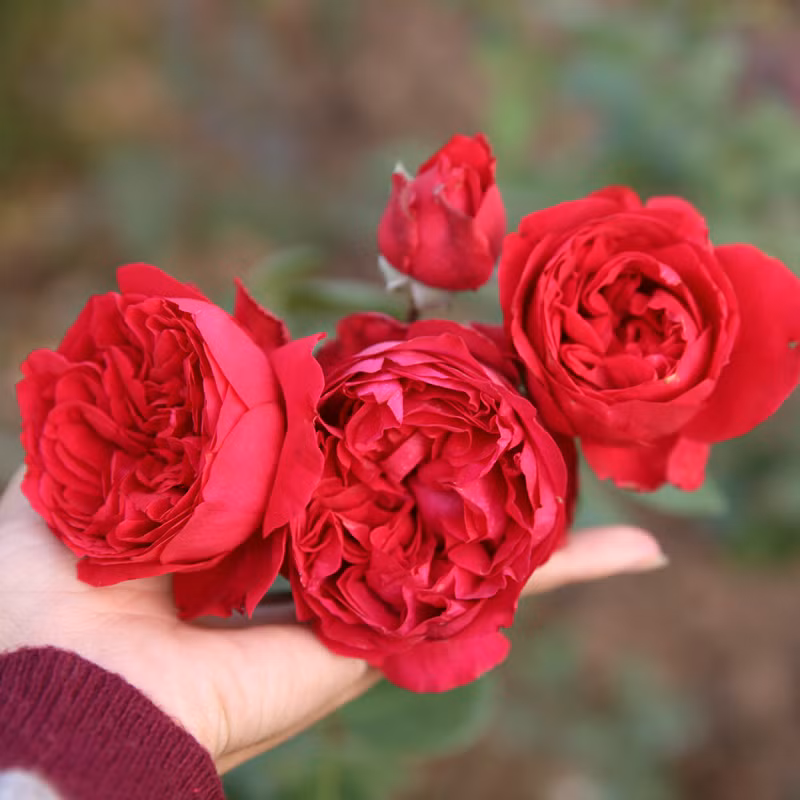 Hoa Hồng: Đây là cây thân bụi hoặc leo với đủ loại hoa màu trắng, vàng, đỏ, hồng… Hoa có mùi thơm nhẹ, ngọt ngào.