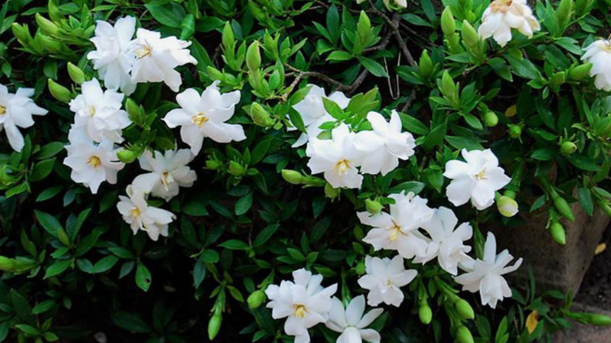 Hoa Dành Dành: Là loài hoa thuộc họ cà phê nên có mùi hương như sáp. Loài hoa này rất được ưa chuộng trong các lễ cưới bởi hương thơm quyến rũ cùng vẻ đẹp xuất chúng. Hoa cũng được sử dụng như một loài thảo mộc và để điều chế nước hoa trên khắp thế giới.