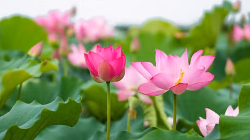 Hoa Sen: Đây là loài hoa không chỉ đẹp mà còn rất thơm. Hương thơm không hè ngào ngạt mà thoảng bay rất nhẹ nhàng và thanh cao.