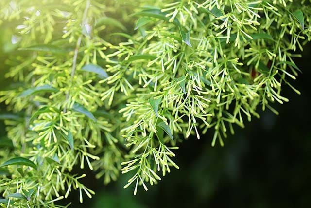 Hoa Dạ Hương: Hoa thường nở vào ban đêm. Hoa trong đêm sẽ phát tán ra rất nhiều các hạt nhỏ có tác dụng kích thích khứu giác. Người ta thường trồng một bụi nhỏ hoa này quanh nhà. 