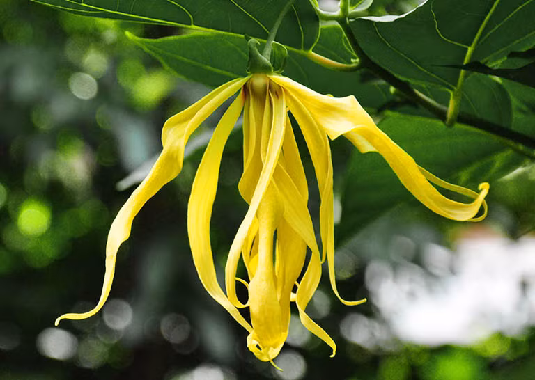 Hoa Ngọc Lan Tây: hay còn gọi là Hoàng Lan có hương thơm ngọt ngào kết hợp với màu vàng nổi bật, ngọc lan luôn là đối tượng được các loài côn trùng yêu thích. Mang hương thơm quyến rũ và tinh tế, tinh dầu ngọc lan góp mặt trong nước hoa Chanel N°5.