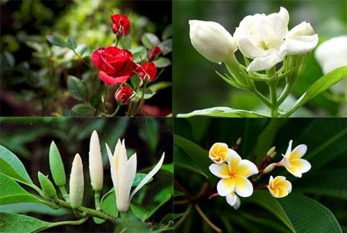  Mỗi loài hoa đều có mùi hương riêng mình. Đó là do hoa có chứa tế bào có khả năng tiết ra chất dầu thơm. Chất dầu thơm này bay hơi, nhờ đó chúng ta có thể ngửi thấy mùi hương của hoa. 