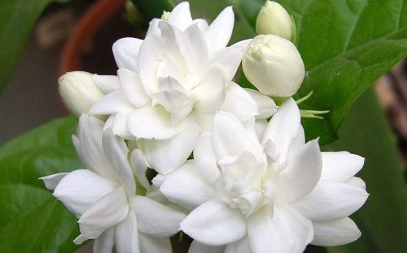 Hoa Nhài: Hoa nổi tiếng bởi mùi hương dễ chịu, thanh mát. Mùi thơm của hoa còn ứng dụng trong các sản phẩm chăm sóc da, chăm sóc tóc. Người dân Việt cũng thường ướp chè Nhài bởi mùi thơm nhẹ của chúng.