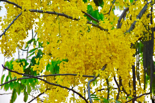 Muồng hoàng yến: Loài hoa vàng nở thành từng chùm rực rỡ này được trồng rất phổ biến. Tuy nhiên cả hoa, lá, quả và hạt muồng hoàng yến đều có chất độc, nếu ăn phải sẽ gây ngộ độc.