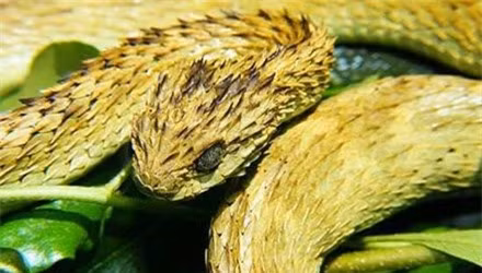 Rắn vảy gai: Đây là loài rắn vừa độc vừa xấu kinh dị. Không giống với đồng loại của mình, rắn vảy gai được chú ý bởi đôi mắt khổng lồ với bộ da xù xì đặc trưng. Toàn thân rắn được bao bọc bởi những chiếc gai nhọn xếp đè lên nhau.