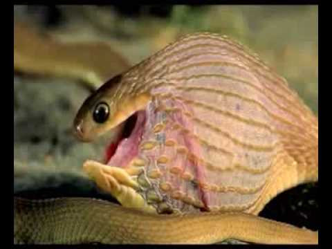 Rắn ăn trứng Châu Phi: Đây là loài rắn không có nọc độc, nhưng chúng có răng giả để có thể tự vệ. Khi có nguy hiểm, chúng sẽ bò một cách ngoằn ngoèo để làm lóa mắt đối phương, cùng với đó là những âm thanh phát lên như những tiếng rít rất gay gắt và giả vờ như tấn công đối thủ.