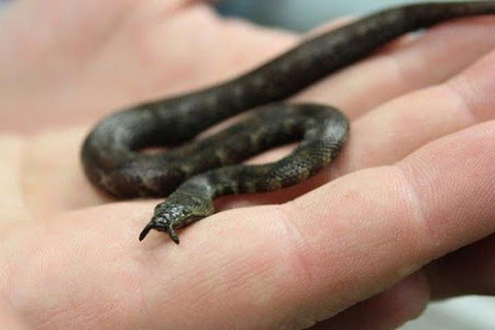 Các nhà khoa học suy đoán, 2 xúc tu có chức năng thu hút những con cá bé, con mồi ưa thích của loài rắn này. Có lẽ vì thích ăn cá nên dù được xếp vào loại rắn độc nhưng rắn xúc tu không gây hại cho con người.