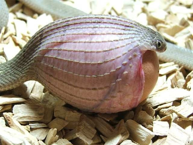 Rắn ăn trứng Châu Phi không cắn đối phương thật vì sẽ dễ bị lộ. Nhưng hành động giả tấn công của chúng có thể khiến những con vật to lớn như con voi cũng phải sợ hãi.