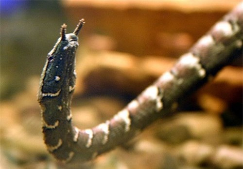 Rắn xúc tu: Đây là loài rắn nước. Hơn nữa, đại diện đến từ Đông Nam Á này còn là loài duy nhất sở hữu 2 xúc tu trên mõm và chỉ dài khoảng 90cm.