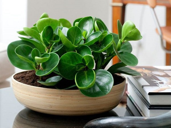 Cây trường sinh: Cây có tác dụng làm sạch không khí, hút bụi, hấp thụ những khí độc làm ô nhiễm môi trường như formandehit, cacbondioxit…