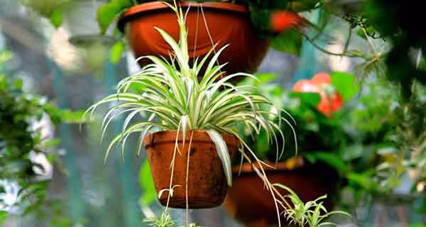 Cây nhện: Cây có thể thanh lọc các chất có hại như: Xylen, Carbon, Fomandehit, Benzen. Đồng thời, theo NASA loài cây này còn có khả năng hấp thụ thêm hệ thống các tia bức xạ, nhất là những tia xuất phát từ các thiết bị điện tử. Hơn nữa khả năng hút khí CO2 của cây cũng được đánh giá rất cao và nằm trong danh sách các cây hút độc tốt.