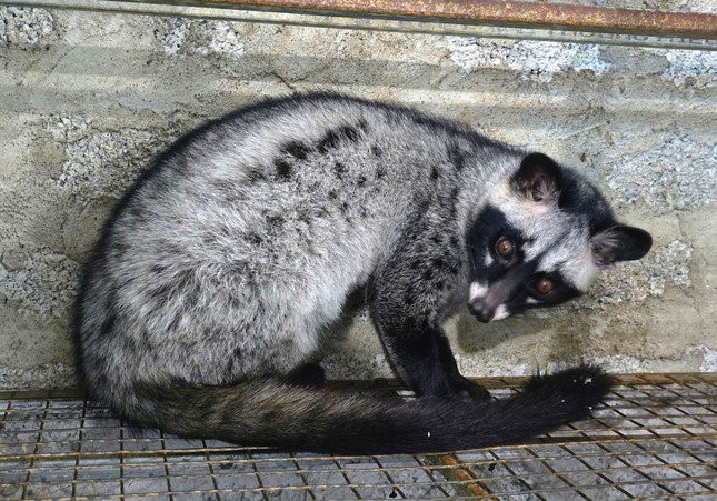 Nuôi động vật hoang dã, có doanh thu 1,4 tỷ đồng/năm - Hình 2 Nuoi dong vat hoang da, co doanh thu 1,4 ty dong/nam-Hinh-2