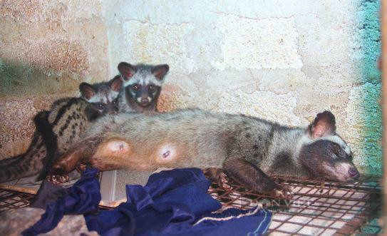 Nuôi động vật hoang dã, có doanh thu 1,4 tỷ đồng/năm - Hình 3 Nuoi dong vat hoang da, co doanh thu 1,4 ty dong/nam-Hinh-3