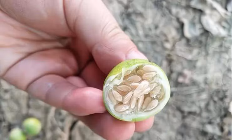 Loai qua ti hon nhung lai co gia ban “khong lo“-Hinh-3