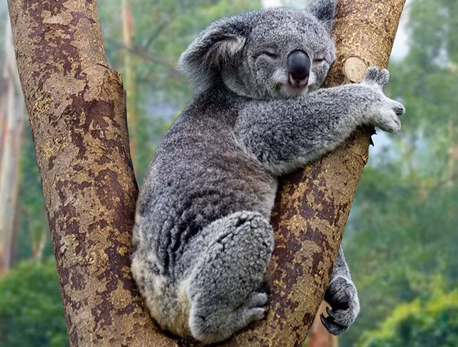 Một con gấu Koala trưởng thành sẽ phải ăn khoảng 2.000 chiếc lá bạch đàn một ngày để có thể có đủ dinh dưỡng để tồn tại. Nguồn dinh dưỡng ít ỏi cùng với bản chất khó tiêu khiến loài sinh vật này di chuyển chậm chạp và chúng ngủ tới 22 tiếng mỗi ngày để bảo toàn năng lượng.