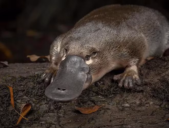 Thú mỏ vịt là động vật hoạt động về đêm, vừa ở dưới nước vừa ở trên cạn, sống ở các khu vực sông suối nhỏ. Chúng bơi bằng cách đẩy hai chân trước như chèo thuyền, điều hướng bằng hai chân sau và đuôi.