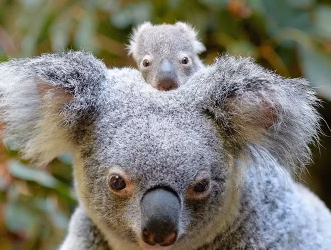 Gấu Koala có thói quen leo trèo và ăn lá cây, là một trong những biểu tượng của đất nước Úc. Với bộ lông xám mượt mà, thân hình béo tròn cùng đôi tai lớn, Koala được coi là một trong những loài động vật dễ thương nhất trên thế giới.