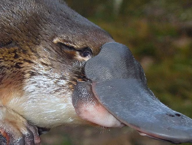 Thú mỏ vịt là một loài động vật có vú bán thủy sinh đặc hữu miền đông Úc, bao gồm cả Tasmania. Cùng với bốn loài thú lông nhím, thú mỏ vịt là một trong năm loài thú đơn huyệt còn tồn tại - những loài động vật có vú đẻ trứng thay cho đẻ con.