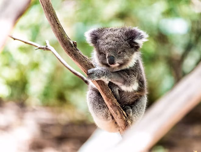 Gấu Koala có chiều dài cơ thể trung bình từ 60-85cm và nặng khoảng 4-15kg.