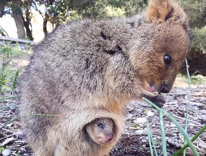 Quokka sở hữu bộ lông màu nâu xám khá dày và mềm mại. Chúng còn gây ấn tượng bởi vẻ dễ mến và nụ cười rạng rỡ trên môi. Đây chính là lý do giúp loài động vật này được mệnh danh là "con vật hạnh phúc nhất thế giới".