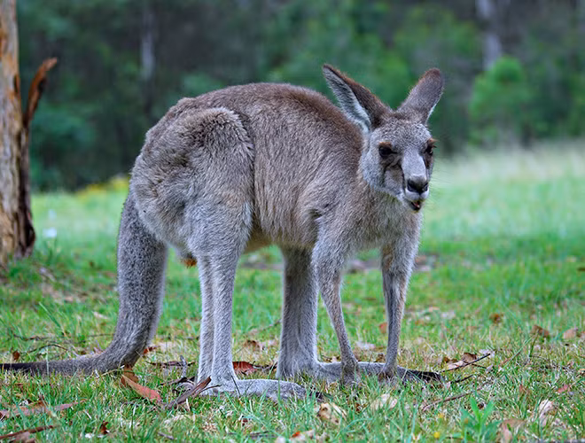 Kangaroo cũng là loài vật biểu tượng của nước Úc - điều mà bất kỳ ai cũng luôn nghĩ tới khi nhắc về quốc gia này.