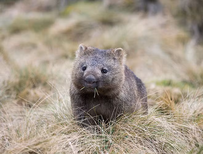 Gấu túi Wombat hay gấu túi mũi trần là loài động vật chỉ có thể tìm thấy ở Úc.