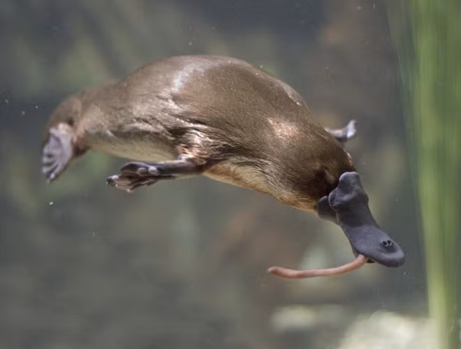 Điểm khác thường nữa của thú mỏ vịt là con đực có nọc độc ở cựa chân sau (rất ít động vật có vú có độc). Nọc độc của chúng đủ mạnh để giết chết một con vật nhỏ như chó, nhưng không đủ để giết người. Tuy nhiên, chúng có thể gây đau đớn cực độ, cơn đau kéo dài trong nhiều ngày hoặc nhiều tháng.