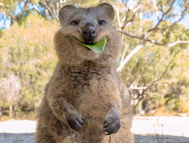 Theo các nhà sinh vật học, chuột túi Quokka có cùng họ hàng với loài chuột túi Kangaroo nhưng khác ở chỗ, loài vật này có kích thước khá nhỏ bé với phần thân từ 40 - 90cm, trong khi chiếc đuôi dài khoảng 25 - 30cm và cân nặng tầm 2,5 - 5kg.