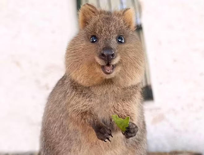Chuột túi Quokka là thành viên duy nhất của chi Setonix - một loài thú có túi ở Úc. Chúng chỉ sống trên một số hòn đảo nhỏ như đảo Rottnest và đảo Bald của nước Úc.