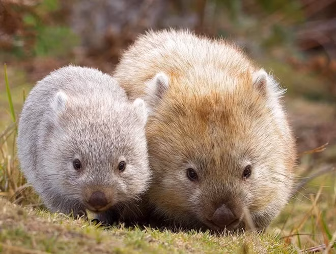 Gấu túi mũi trần có vẻ ngoài đáng yêu với lớp lông dày. Nhờ bộ lông này mà chúng có thể thoải mái duy trì mọi hoạt động suốt mùa đông dài.