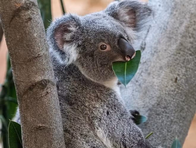 Các nhà khoa học đã phát hiện ra rằng, gấu Koala sở hữu dấu vân tay gần giống với con người nhất. Dấu vân tay này giống đến mức kính hiển vi điện tử quét SEM cũng khó có thể phân biệt được.