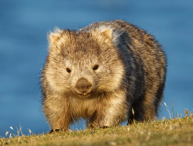Tuy có cơ thể tròn trịa cùng đôi chân ngắn ngủn nhưng thực chất gấu túi mũi trần là loài động vật khá nhanh nhẹn, có thể tăng tốc lên đến 40km/h trong một khoảng cách ngắn.