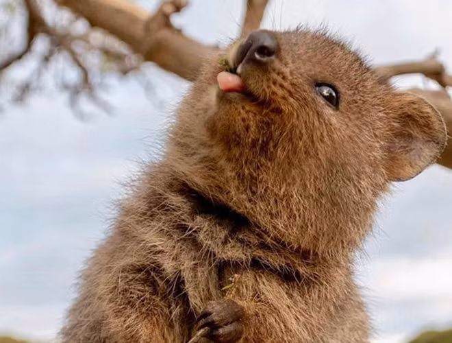Không chỉ sở hữu ngoại hình đáng yêu, Quokka còn vô cùng cởi mở và thân thiện. Loài vật này thường bị thu hút bởi máy ảnh và sẵn sàng tự tiếp cận với khách du lịch để cùng họ chụp ảnh. Hàng năm, hàng trăm nghìn người đã đến đảo Rottnest để du lịch và Quokka là lý do chính thu hút du khách.