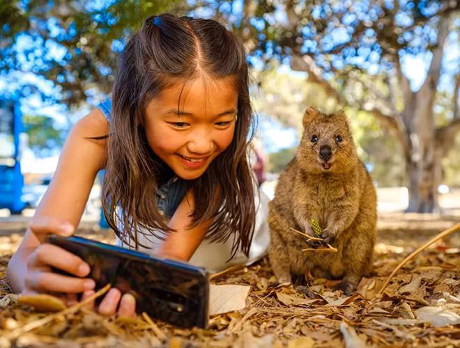 Loài động vật này được phát hiện lần đầu vào năm 1658 trên hòn đảo Rottnest nằm bờ Tây nước Úc bởi nhà thám hiểm người Hà Lan - Samuel Volckertzoon. Tuy nhiên, đến tận năm 2012, khi những chú chuột này lọt vào những bức hình của khách du lịch, chúng mới trở nên nổi tiếng.