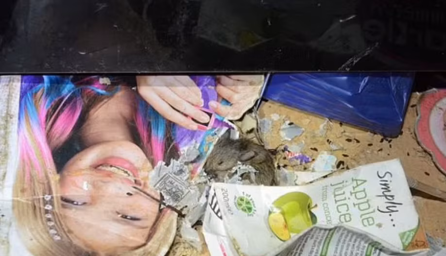 Hai hung ben trong “nha o chuot” noi 6 dua tre sinh song-Hinh-7