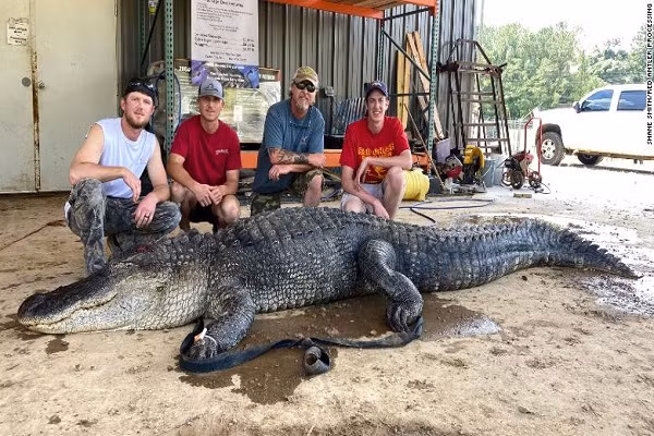Ngo ngang thay “bau vat” trong bung ca sau khong lo