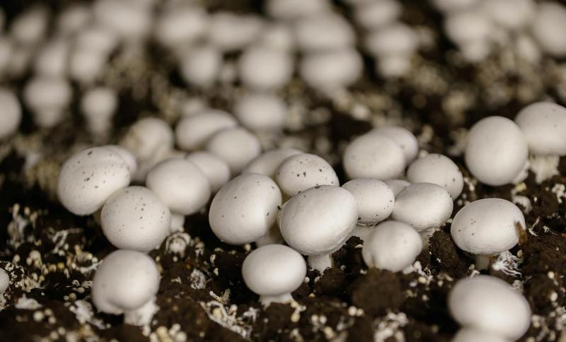 Một số hợp chất hóa học trong nấm được cho là có tác dụng tăng cường hệ thống miễn dịch. Ảnh: Reuters.